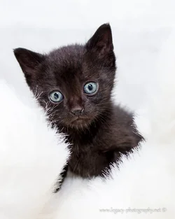 $Black kitten on white fur - large eyes.webp