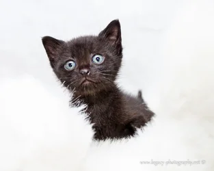 $Black kitten on white fur.webp
