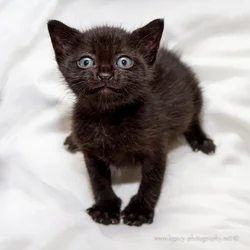 $Black smiling kitten.webp