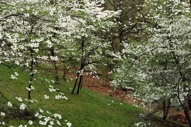 $Dogwoods from deck.webp