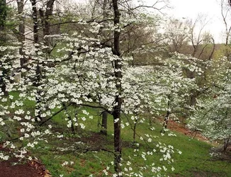 $Dogwoods from deck b.webp