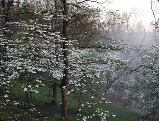 $Dogwoods from deck c.webp