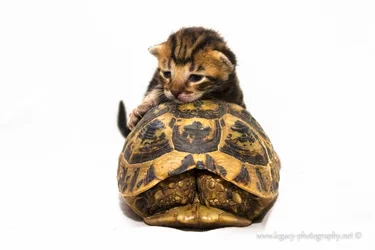 $Tortoise shell kitten resting on tortoise shell - 2.webp