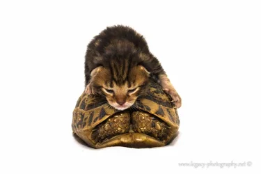 $Tortoise shell kitten resting on tortoise shell.webp