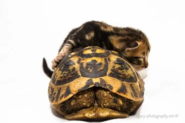 $Tortoise shell kitten sleeping sideways on tortoise shell - 3.webp