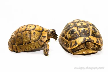 $Tortoise tapping on tortoise hiding in shell.webp