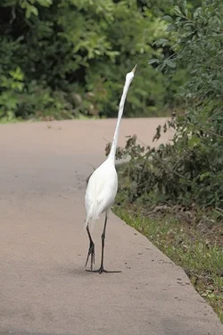 $egret walk r.webp $egret walk r.webp
