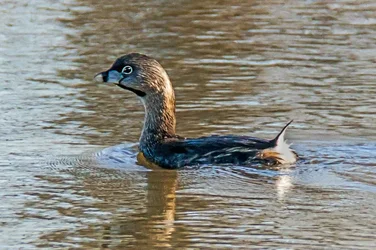 $Pied-billed Grebe copy1.webp