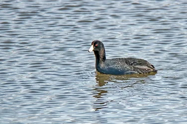 $American Coot.webp