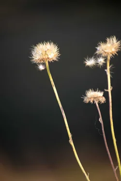 $walk 085_edited-1.webp
