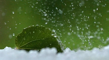 $The Leaf Splash.webp