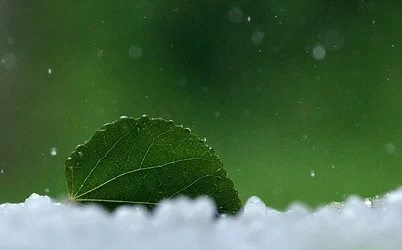 $The Leaf.webp