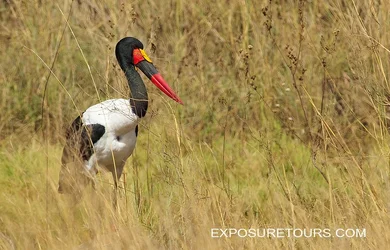 $Saddle-billed Stork .webp