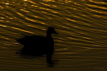 $bird lnp-1 resized.webp