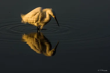 $bird lnp-2 resized.webp