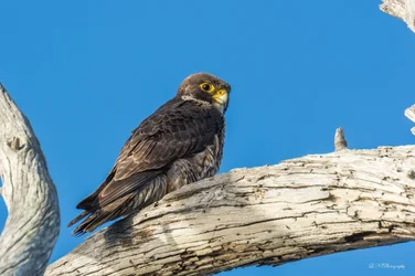 $bird lnp-3 resized.webp
