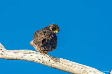 $bird lnp-4 resized.webp
