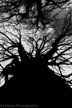 $Tree_BW-1a.webp