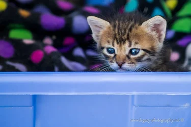 $Kitten looking over blue basket blue eyes - 2.webp