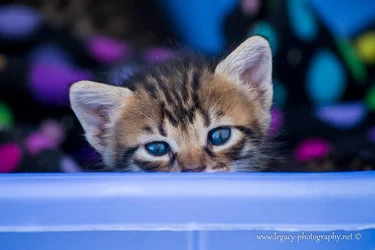 $Kitten looking over blue basket blue eyes - 3.webp