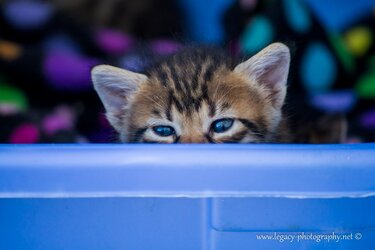 $Kitten looking over blue basket blue eyes.jpg
