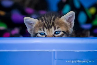 $Kitten looking over blue basket blue eyes.webp