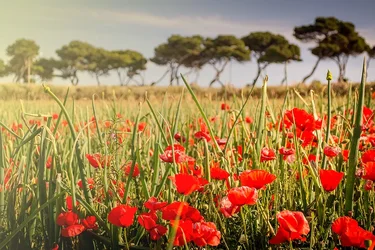 $fiel of poppies resized.webp