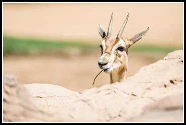 $Gazelle resized.webp