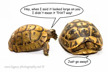 $Tortoise tapping on tortoise hiding in shell - When I said it looked large on you.webp