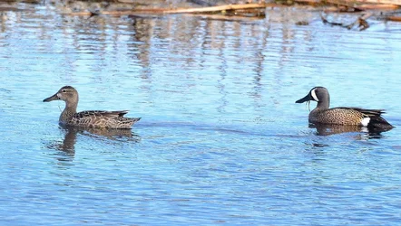 $Teal Ducks5.webp