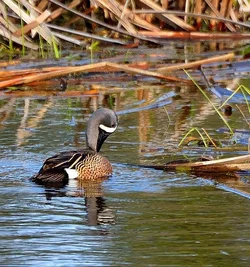 $Teal Ducks12.webp