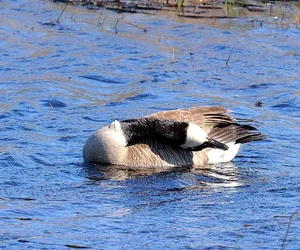 $Goose3.webp