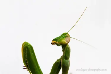$Pray mantis - sharp.webp
