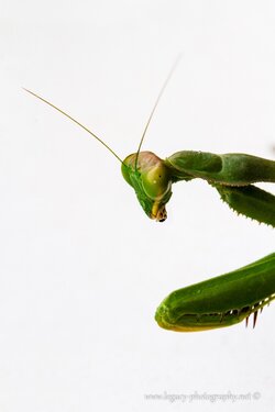 $Pray mantis -portrait - sharp.jpg