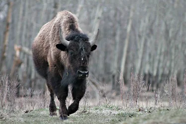 $bisonllll.webp