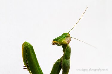 $Pray mantis - sharp.jpg