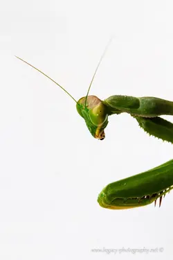 $Pray mantis -portrait - sharp.webp