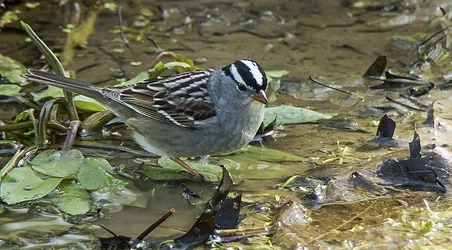 $sparrow1.webp $sparrow1.webp