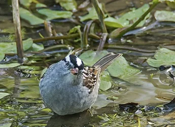 $sparrow2.webp $sparrow2.webp