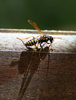 $Shadow fly.webp $Shadow fly.webp