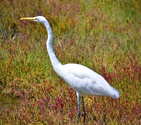 $Wetlands inhabitant.webp $Wetlands inhabitant.webp