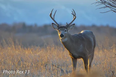 $White Tail Buck small (1 of 1).webp