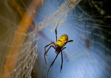 $spider webs 046b_edited-1.webp
