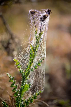$spider webs 048.webp