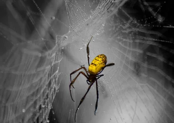 $spider webs 046b_edited-1 copy.webp