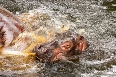 $Hippo love.webp