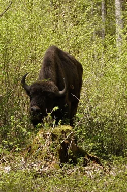 $bison in pushcha.webp