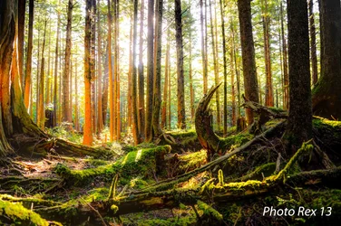 $Forest Light small (1 of 1).webp