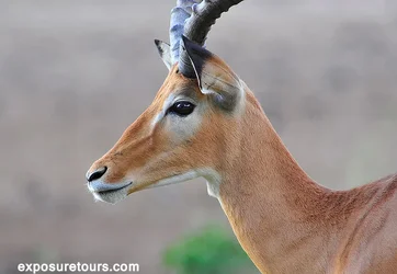 $gazelle_et.webp