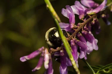 $Bee 1.webp